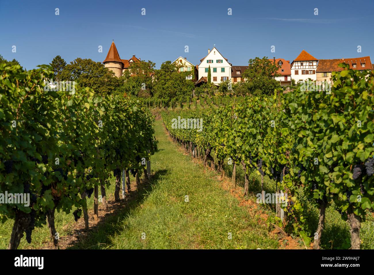 Weinberg in Zellenberg, Elsass, Frankreich  |  vineyard in Zellenberg, Alsace, France Stock Photo