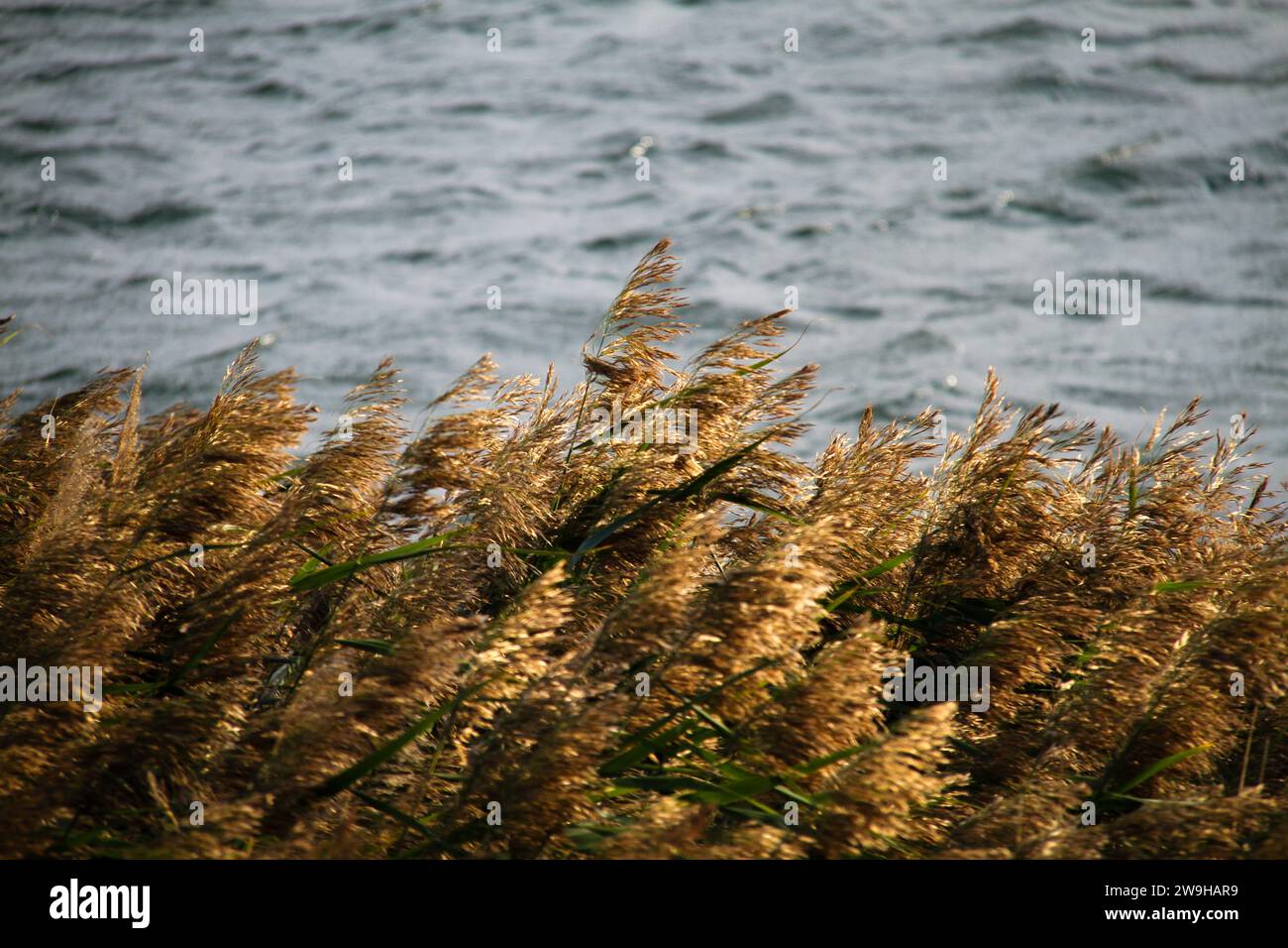 Beatiful photo of reed plants swinging in wind in the beach of island near sea in Finland. Stock Photo