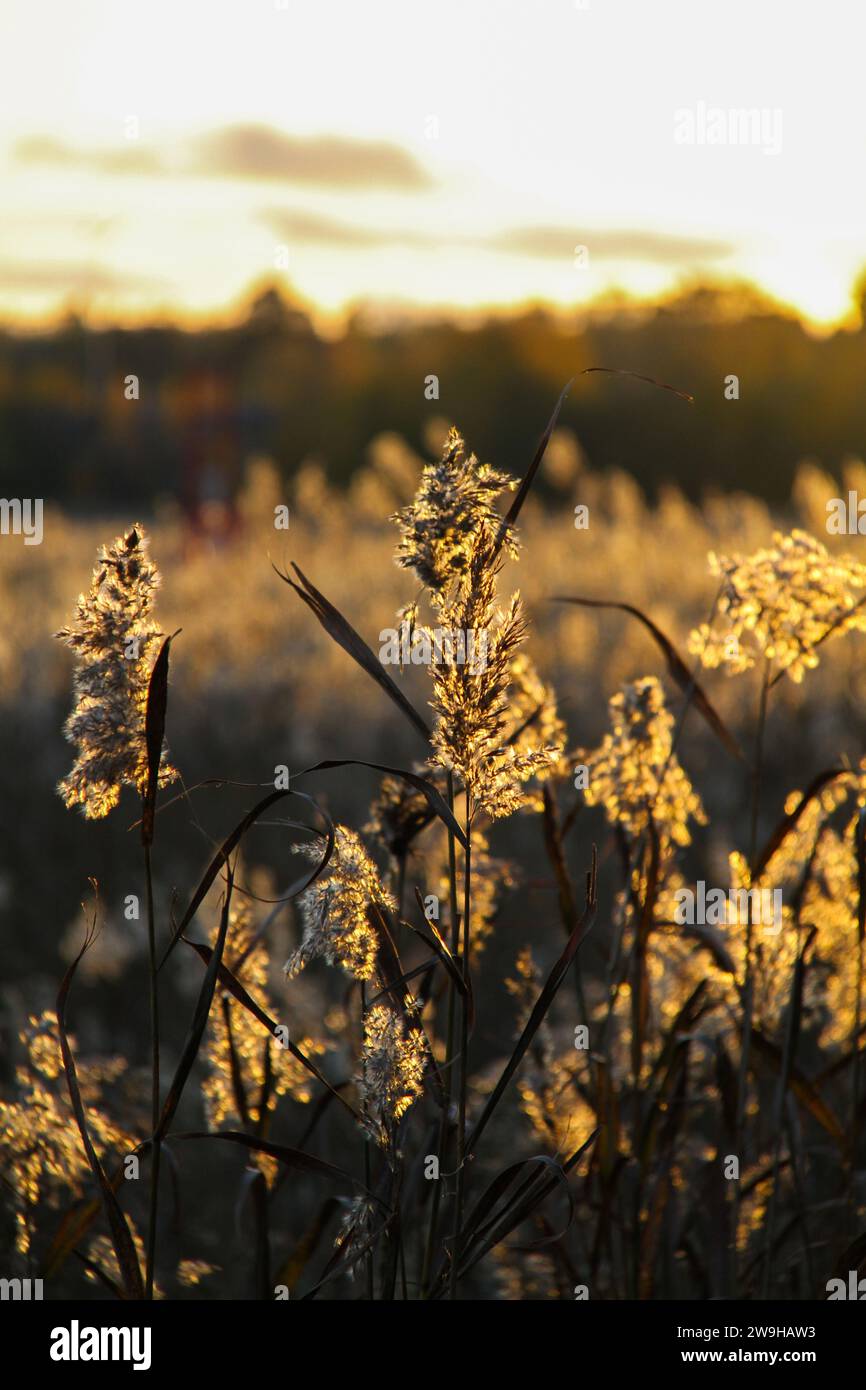 Beatiful photo of reed plants in a beatiful sunset in a beach in Finland in autumn Stock Photo