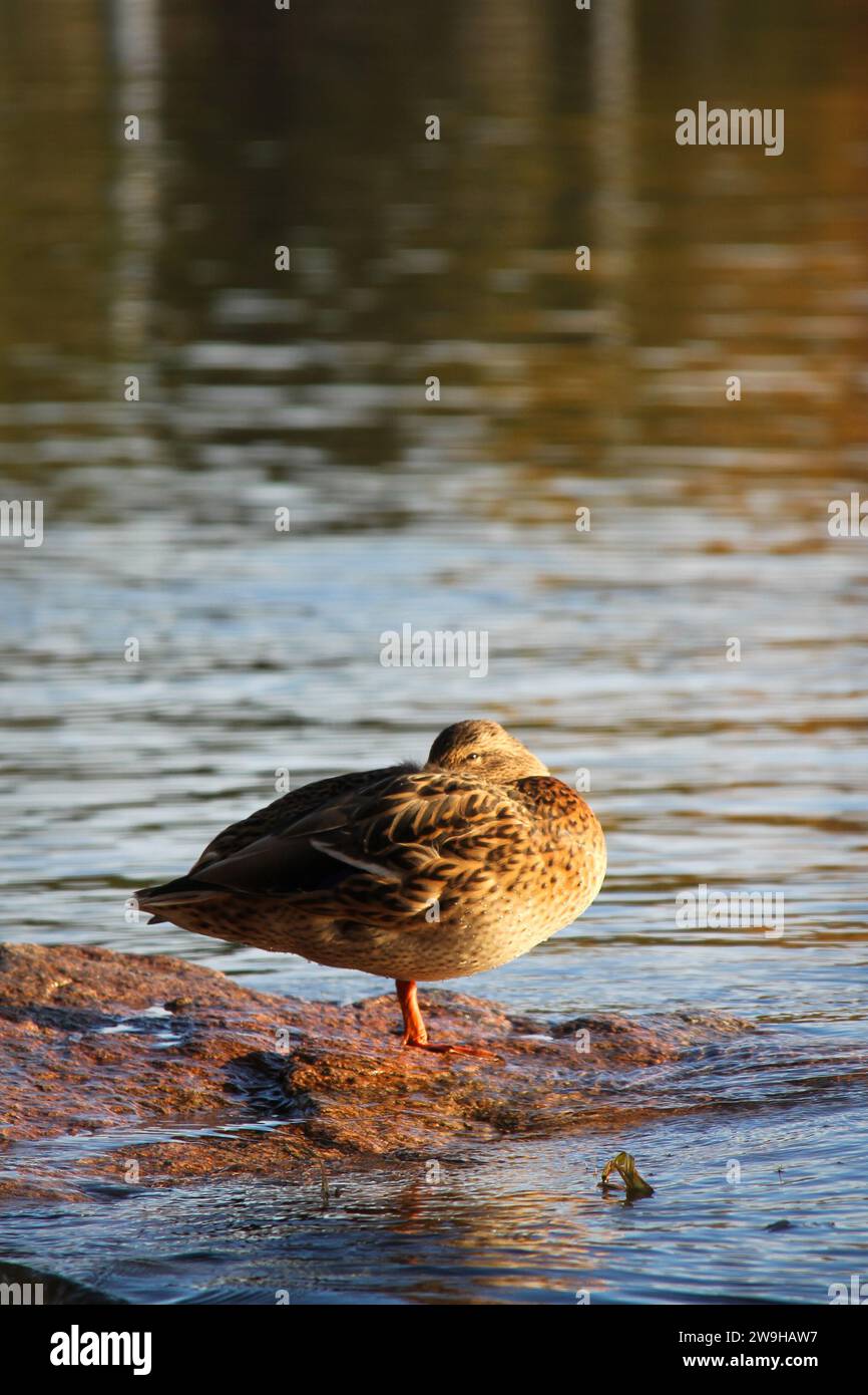 Gadwall sitting on a rock in water and trying to sleep in a beatiful