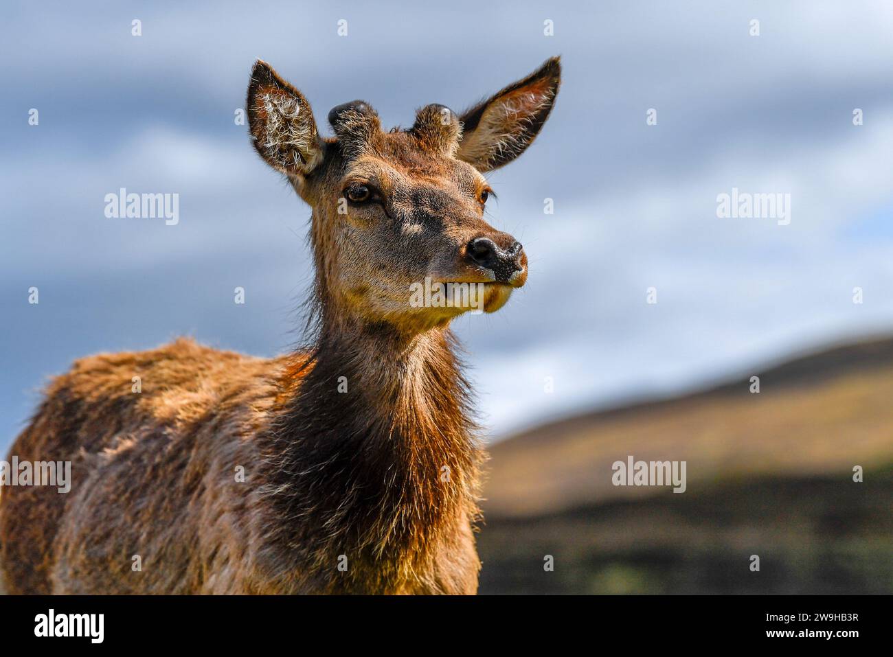 Young Male Red Deer With Antler Buds At Kingshouse Hotel, Glencoe, Ballachulish, Scotland, United Kingdom, UK Stock Photo