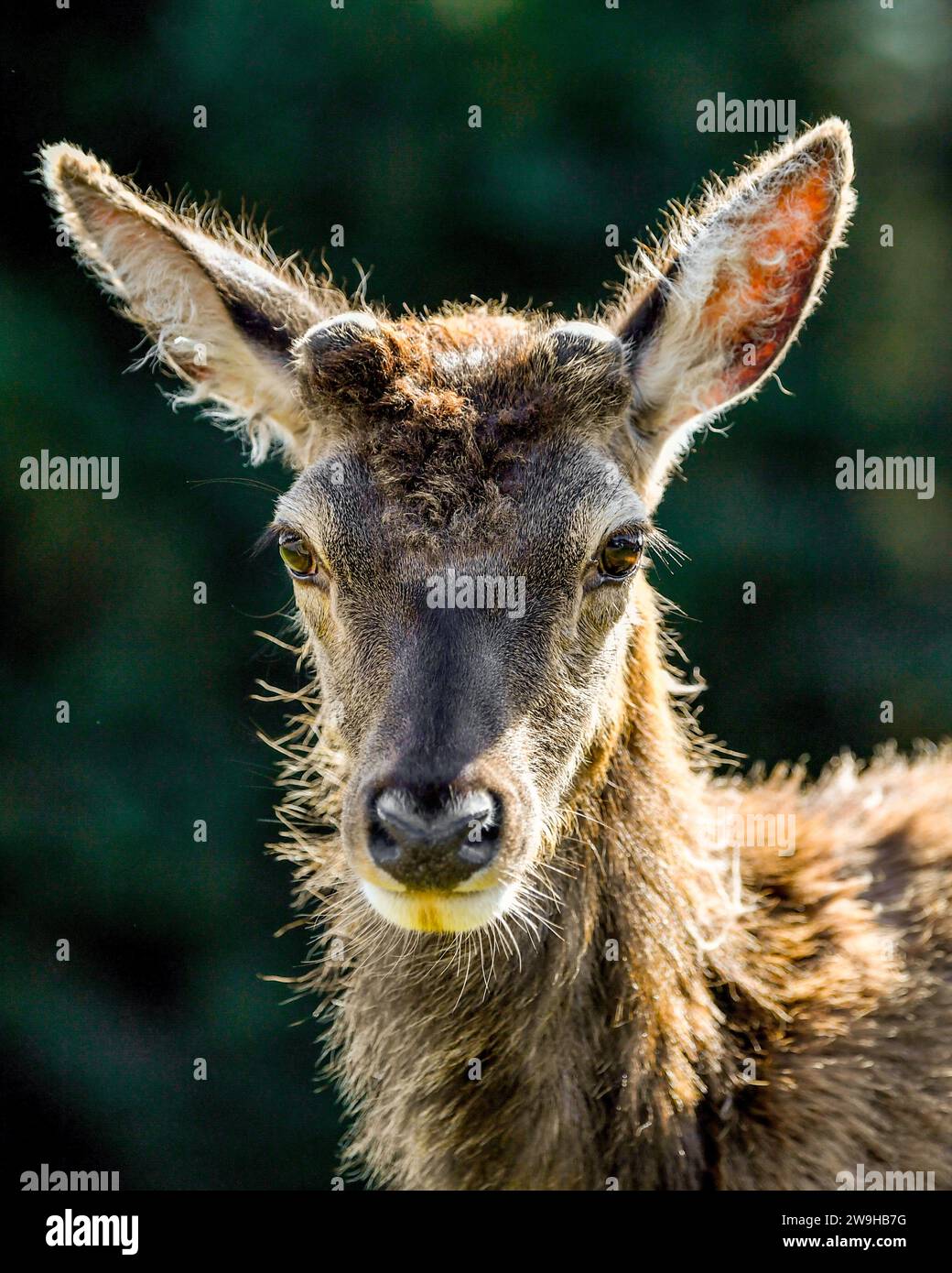 Close Up Portrait Of A Young Male Red Deer With Antler Buds At Kingshouse Hotel, Glencoe, Ballachulish, Scotland, United Kingdom, UK Stock Photo