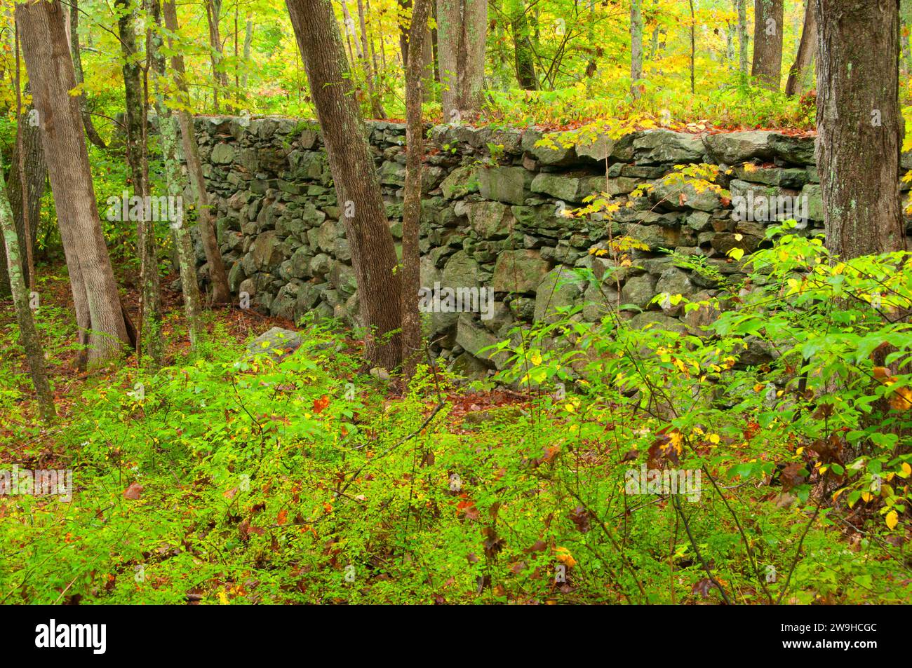 Stone wall new england forest hi-res stock photography and images - Alamy