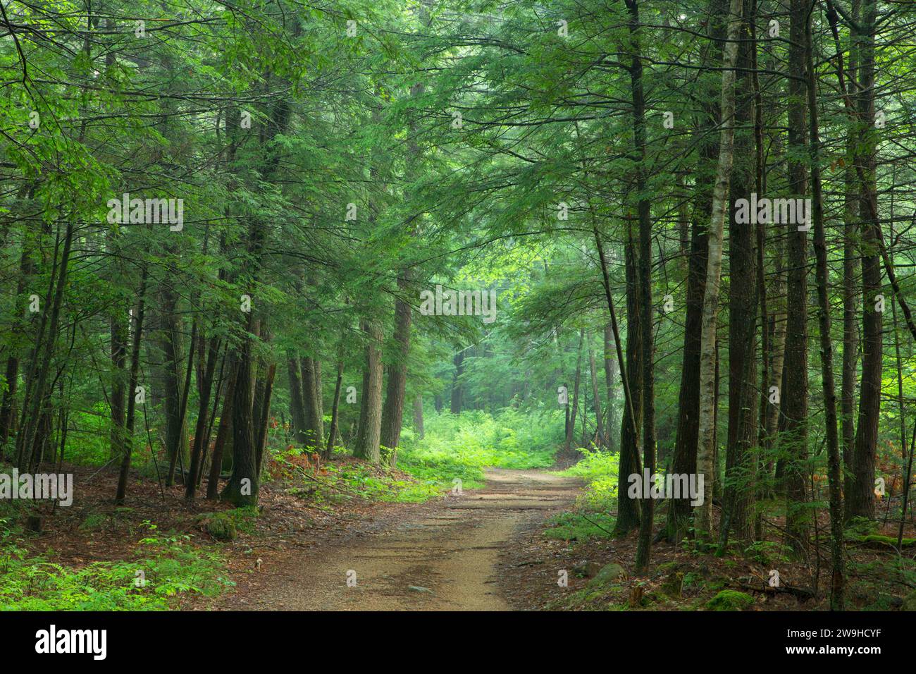 East Ridge Trail, Nipmuck State Forest, Connecticut Stock Photo Alamy