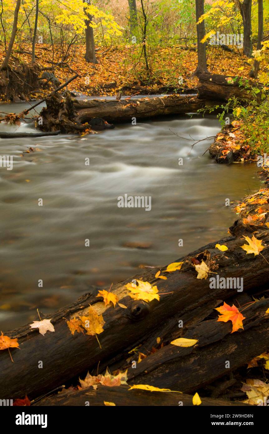 Bass Brook in autumn, AW Stanley Park, New Britain, Connecticut Stock