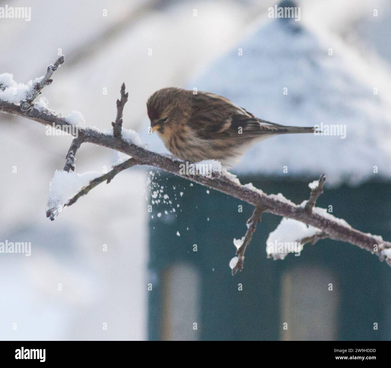 COMMON REDPOLL Acanthis flammea Stock Photo - Alamy