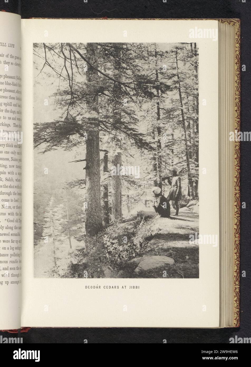 Deodár cedars at Jibbi, Frederick Saint John Gore, c. 1890 - in or before 1895 photomechanical print  India paper collotype dale, valley. trees: cedar Stock Photo