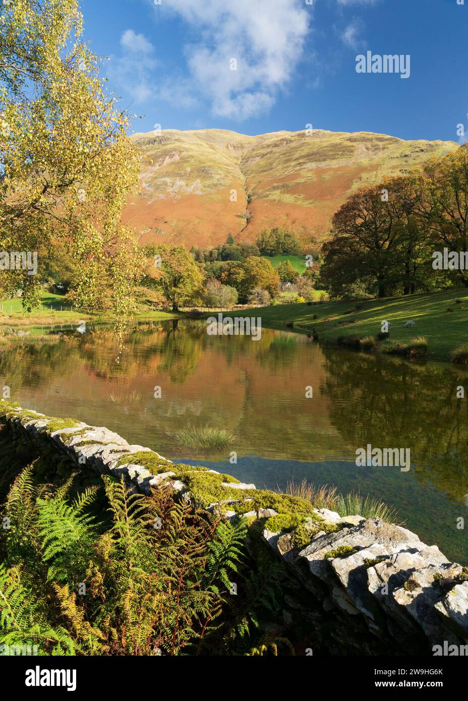 Autumn colours reflected in the Youth Hostel pond in Patterdale village, The Lake District, Cumbria, England. Stock Photo