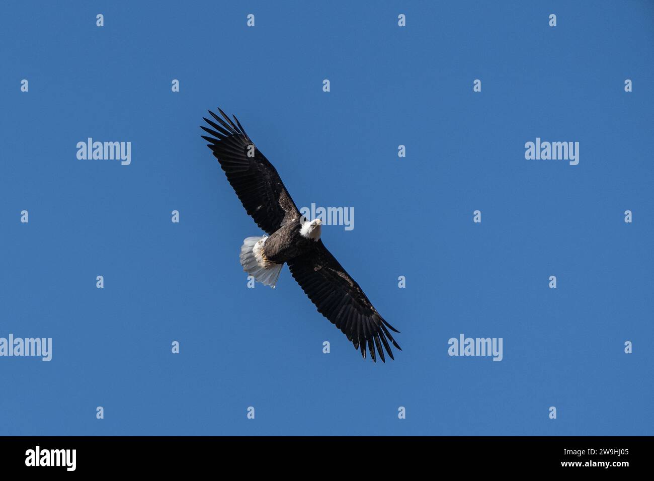 A beautiful adult bald eagle with tilted head (Haliaeetus leucocephalus) flies against a blue-sky background Stock Photo
