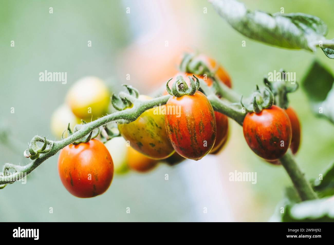 Cherry tomato growing in the vegetable garden Stock Photo - Alamy