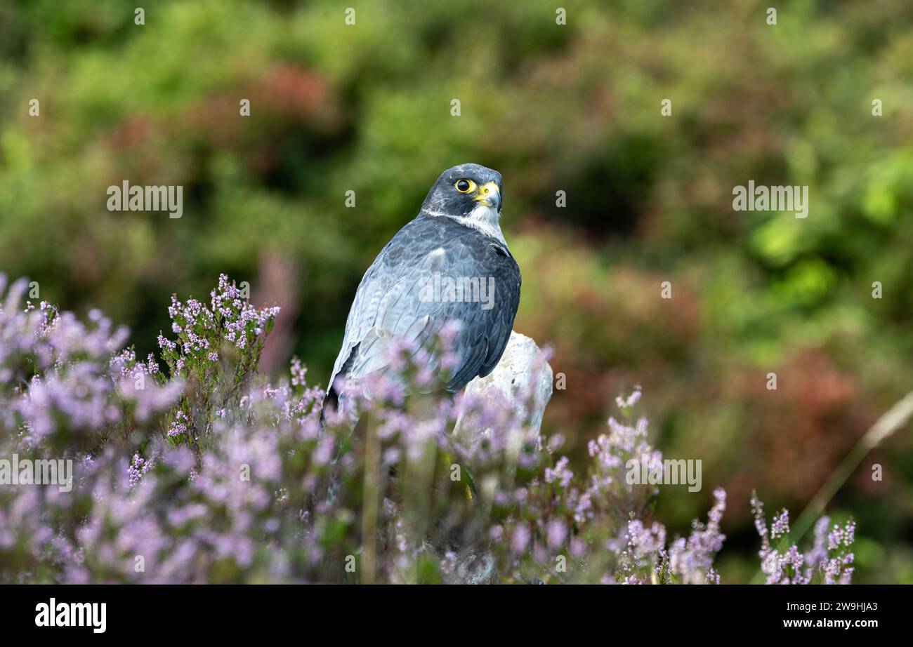 A male captive Peregrine Falcon, Falco peregrinus, sat among heather on a moor after hunting at a falconry centre, North Yorkshire, UK. Stock Photo