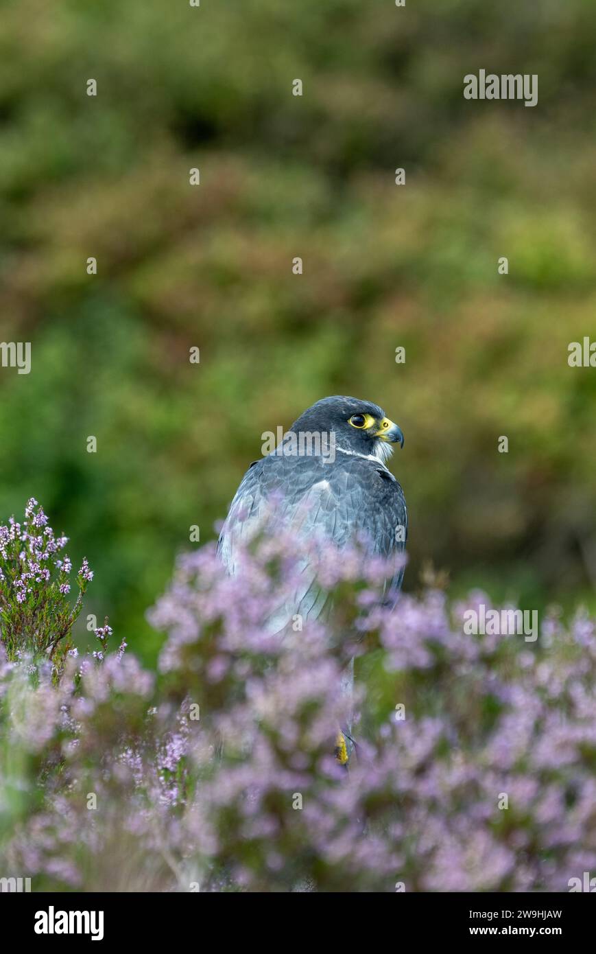 A male captive Peregrine Falcon, Falco peregrinus, sat among heather on