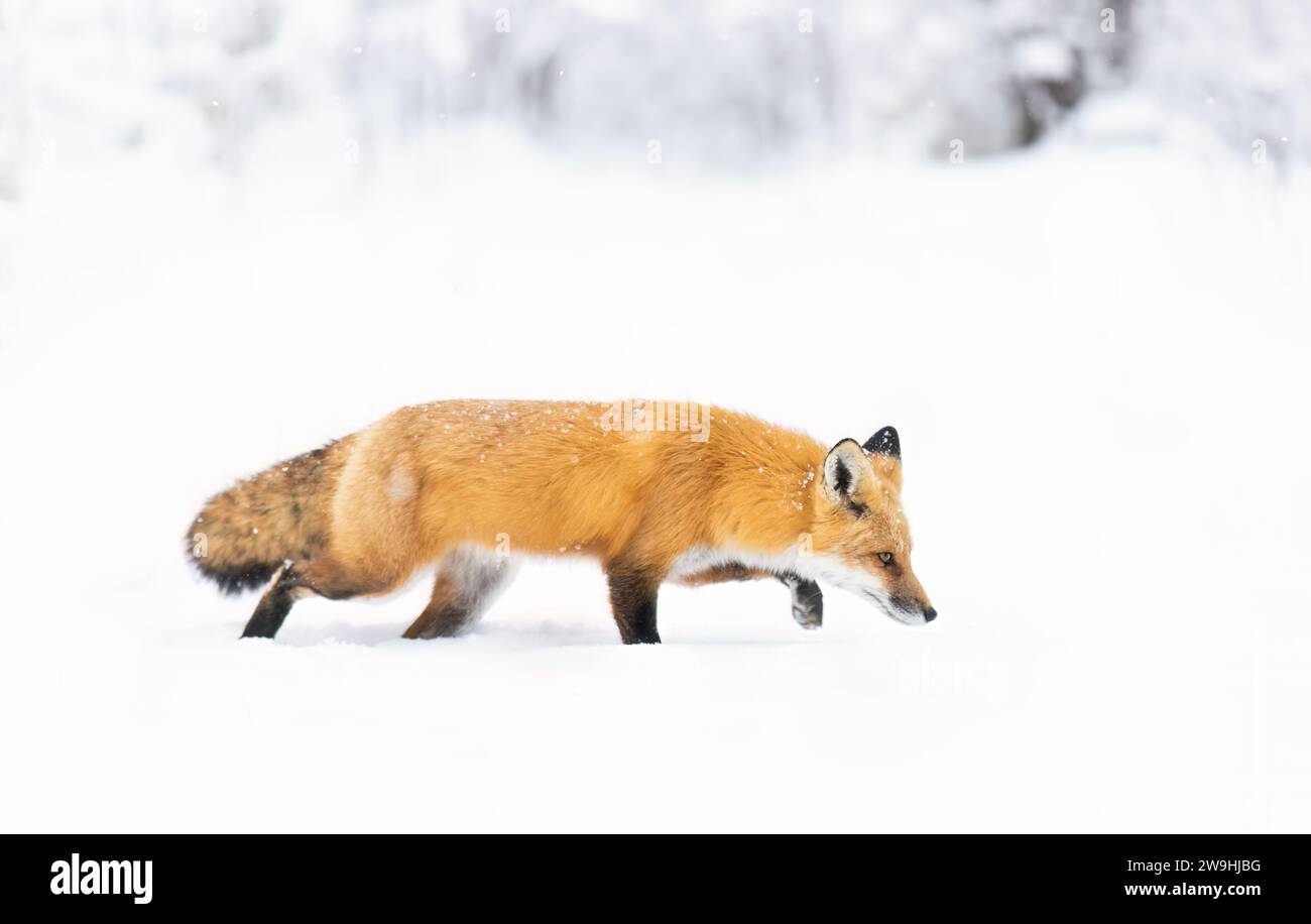 Red fox with a bushy tail and orange fur coat hunting in the freshly fallen snow in Canada Stock Photo