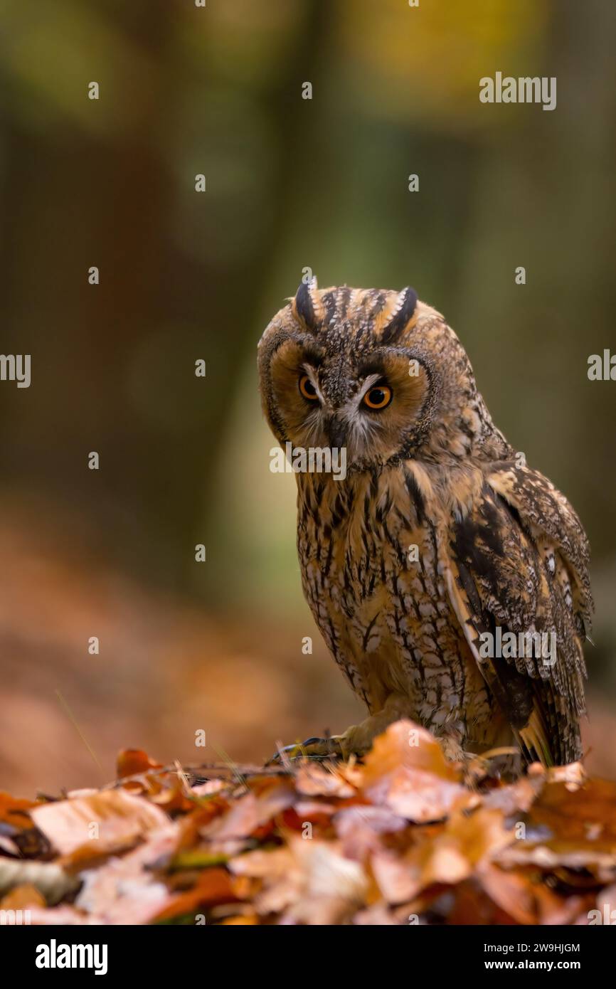 Long-eared owl (Asio otus), also known as the northern long-eared owl, is a species of owl which breeds in Europe, Asia, and North America. Stock Photo