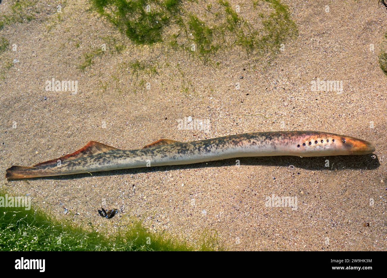 Sea lamprey (Petromyzon marinus) is a parasitic cyclostom that live in Northern Hemisphere. This photo was taken in Pontevedra province coast, Galicia Stock Photo