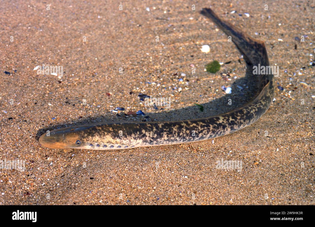 Sea lamprey (Petromyzon marinus) is a parasitic cyclostom that live in Northern Hemisphere. This photo was taken in Pontevedra province coast, Galicia Stock Photo