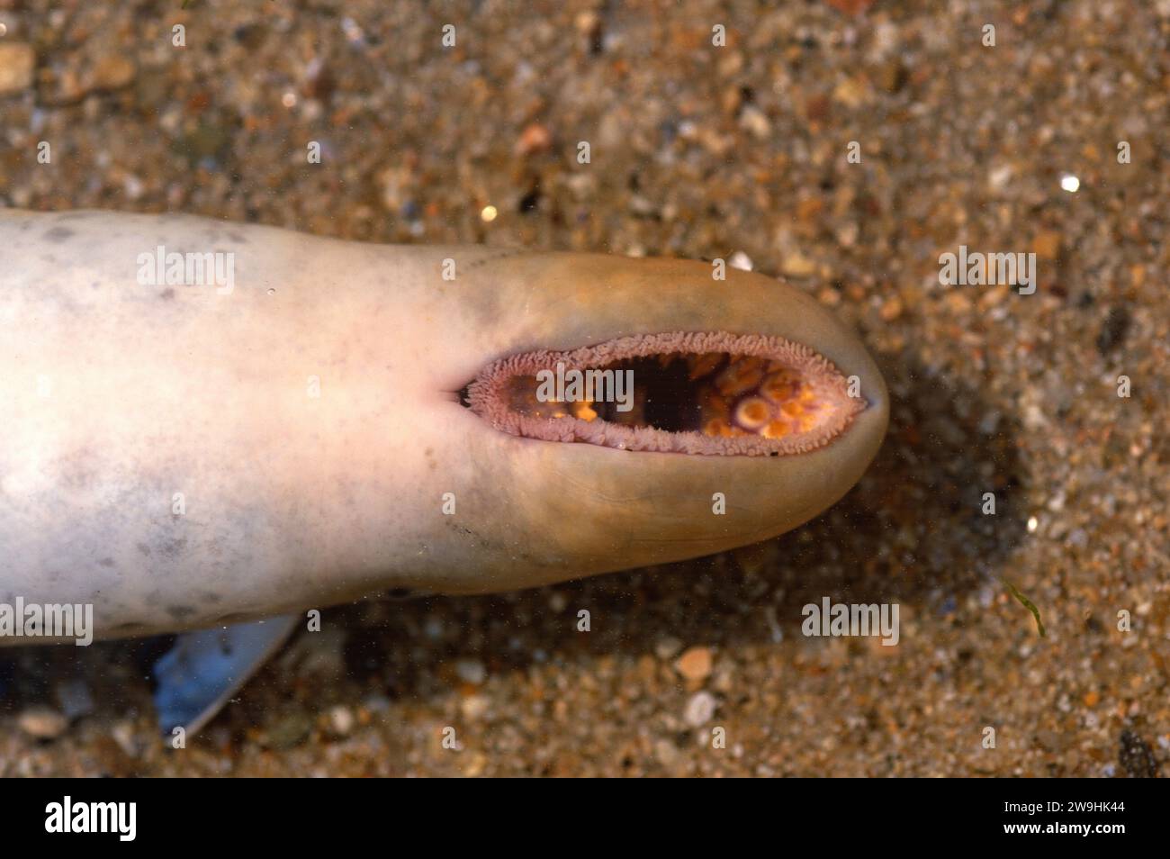 Sea lamprey (Petromyzon marinus) is a parasitic cyclostom that live in Northern Hemisphere. Mouth detail. This photo was taken in Pontevedra province Stock Photo