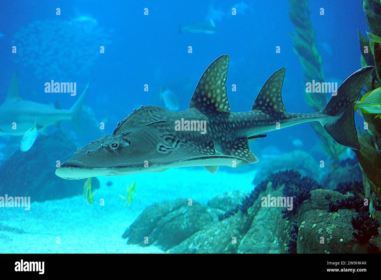 Bowmouth guitarfish (Rhina ancylostoma) is a cartilaginous fish native to western Indo-Pacific Ocean. Stock Photo