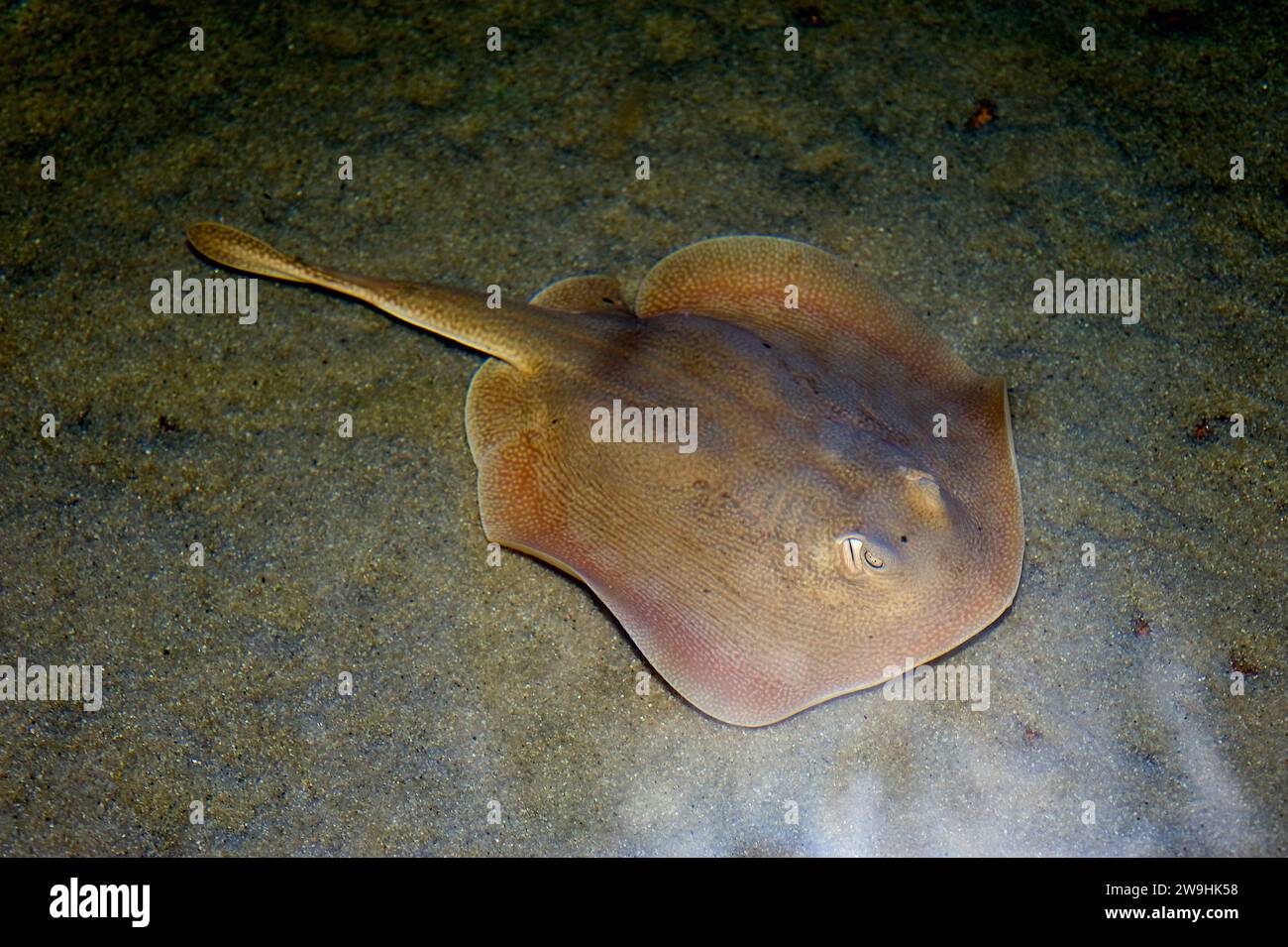 Torpedo marmorata hi-res stock photography and images - Alamy