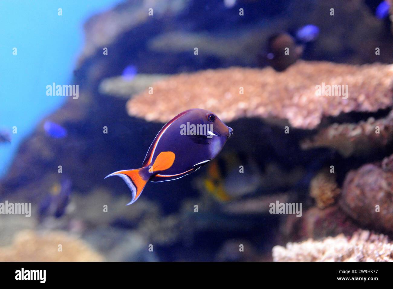 Achilles tang (Acanthurus achilles) is a sea fish native to tropical Pacific Ocean. Stock Photo