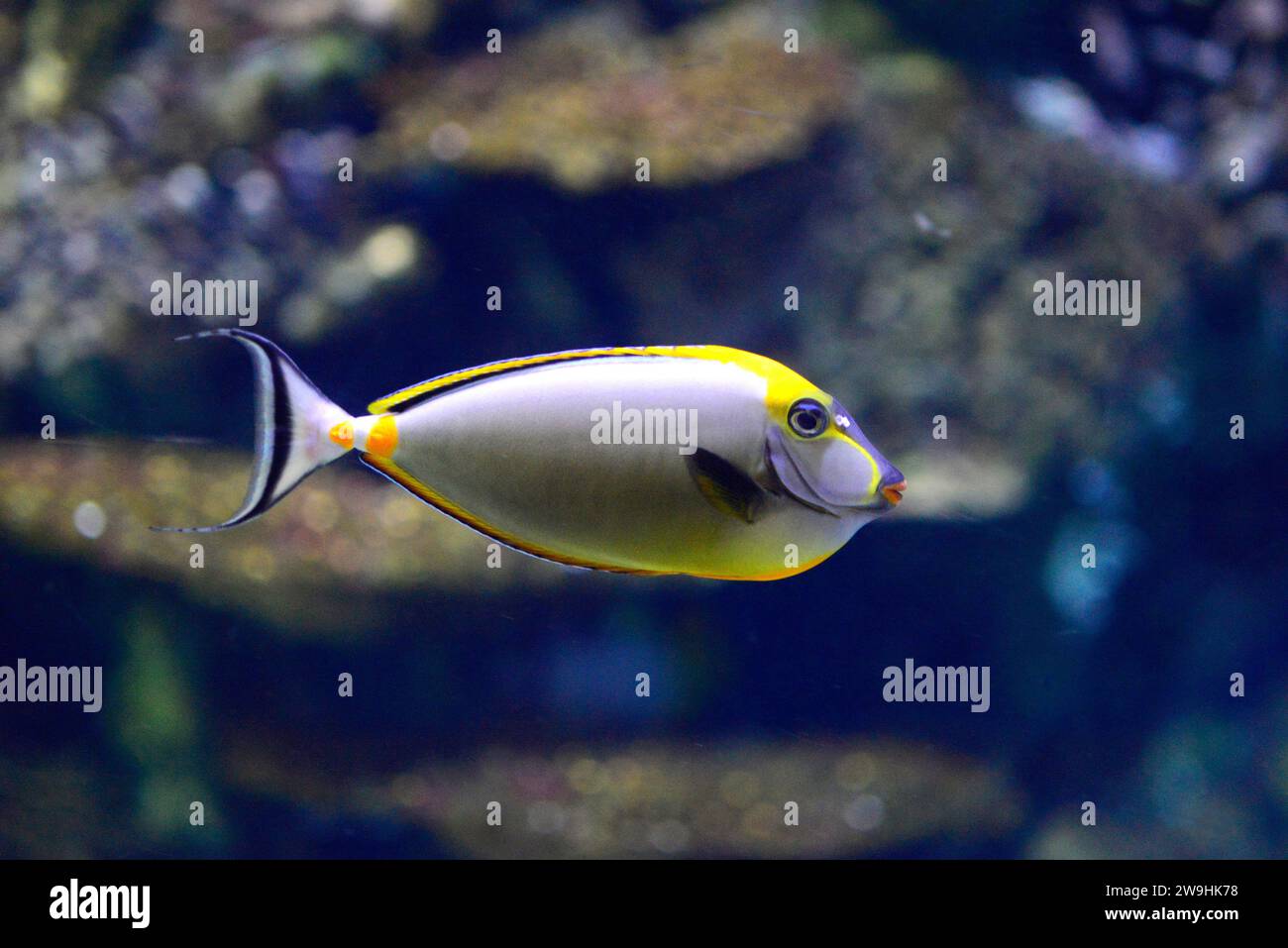 Powder blue tang (Acanthurus leucosternon) is a tropical sea fish native to Indian Ocean. Stock Photo