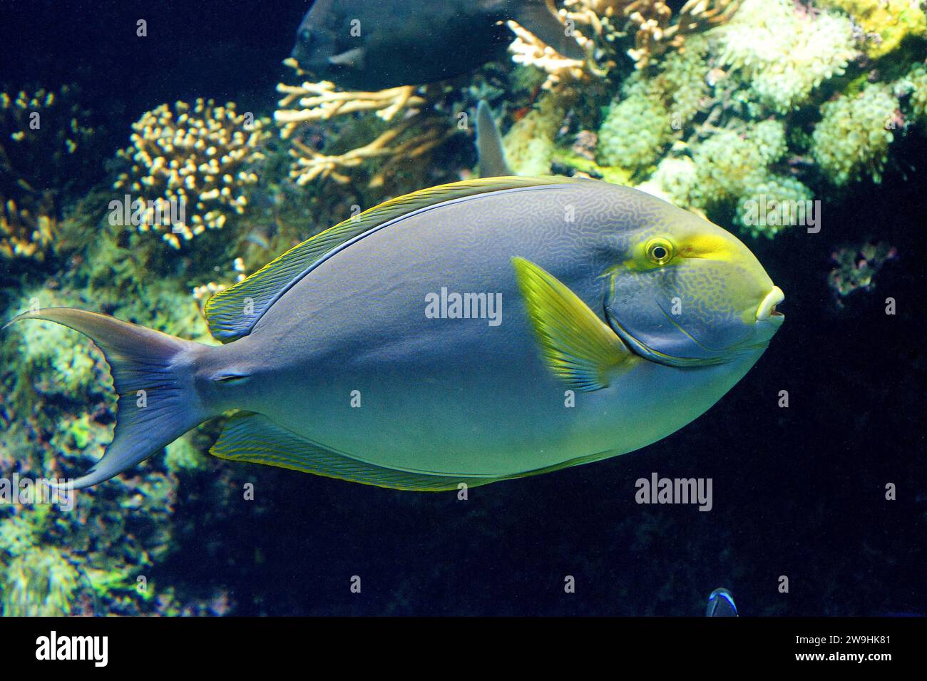 Yellowfin surgeonfish (Acanthurus xanthopterus) is a sea tropical fish native to coral reefs. Stock Photo