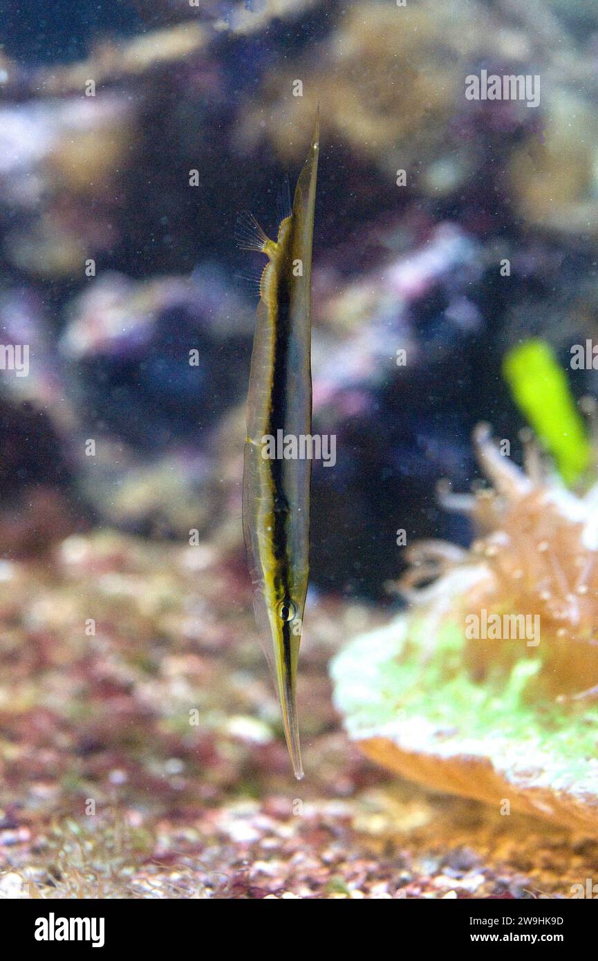 Razorfish (Aeoliscus strigatus) is a tropical marine fish native to Indo-Pacific Ocean. Stock Photo