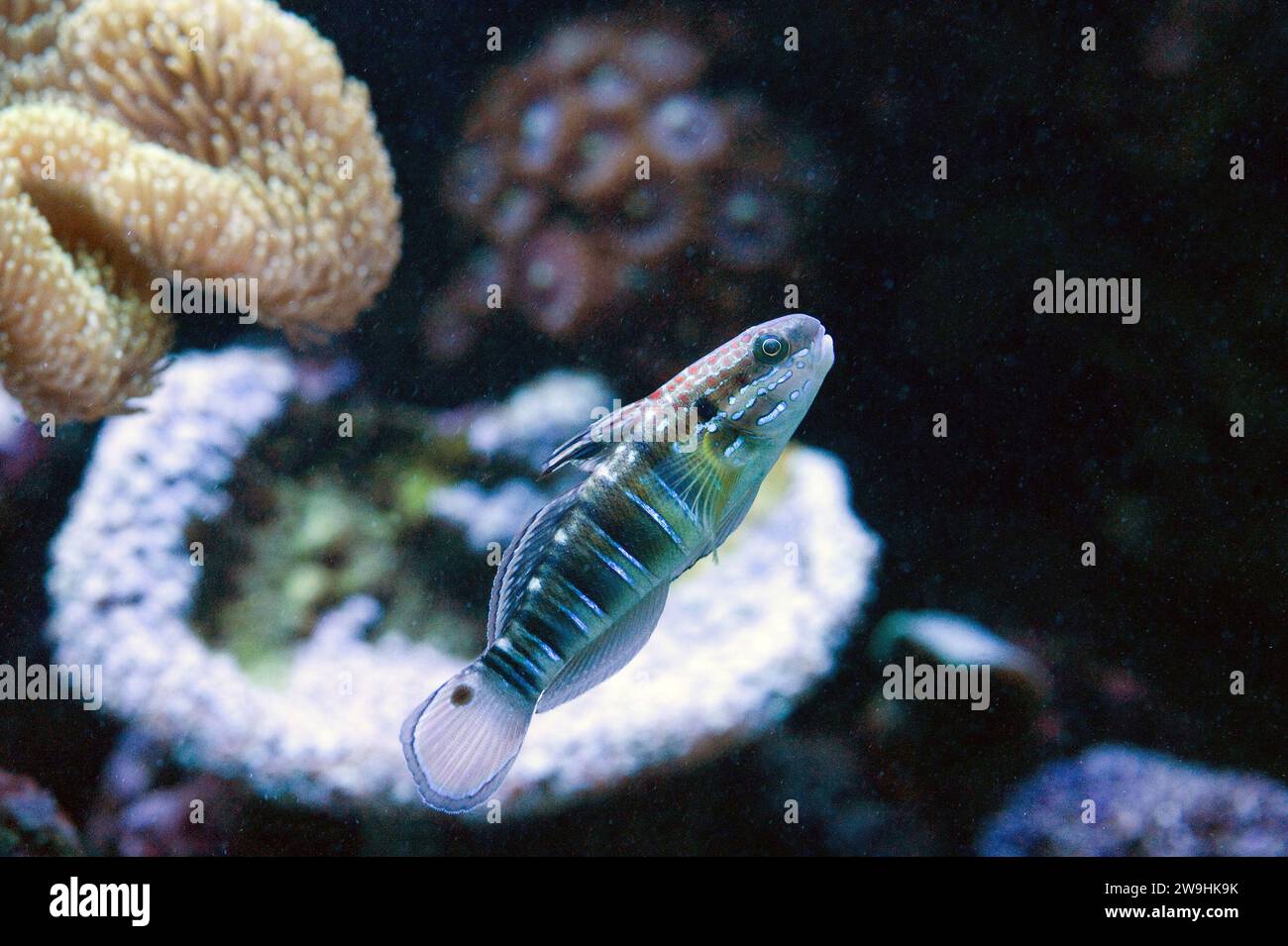 Sleeper banded goby (Amblygobius phalaena) is a marine fish native to tropical Indo-Pacific Ocean. Stock Photo