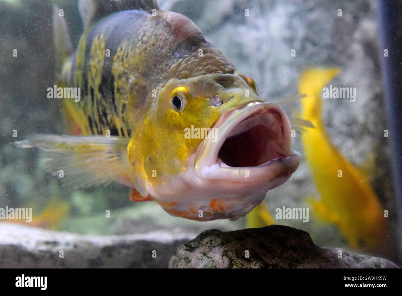 Midas cichlid (Amphilophus citrinellus) is a fresh water fish endemic to Costa Rica and Nicaragua and highly appreciated in aquariums. Stock Photo