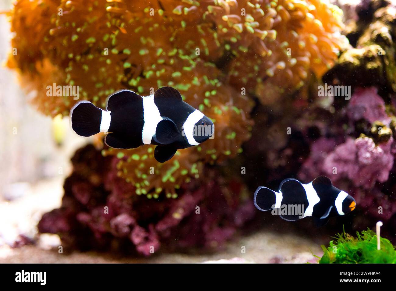 Saddleback clownfish (Amphiprion polymnus) is a marine fish native to tropical Indo-Pacific Ocean. Stock Photo