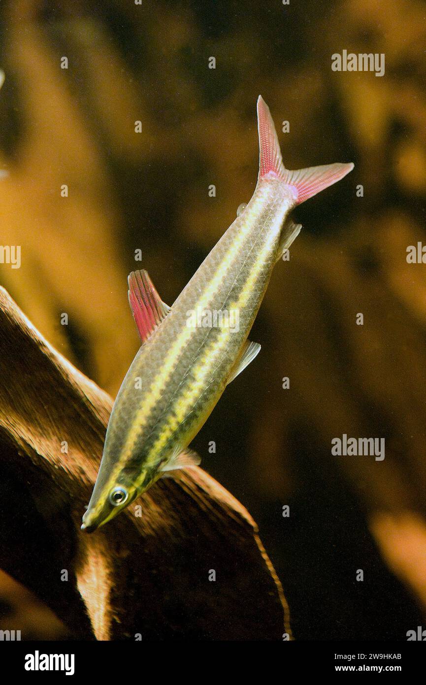 Striped headstander (Anostomus anostomus) is a fresh water fish native to Orinoco River. Stock Photo
