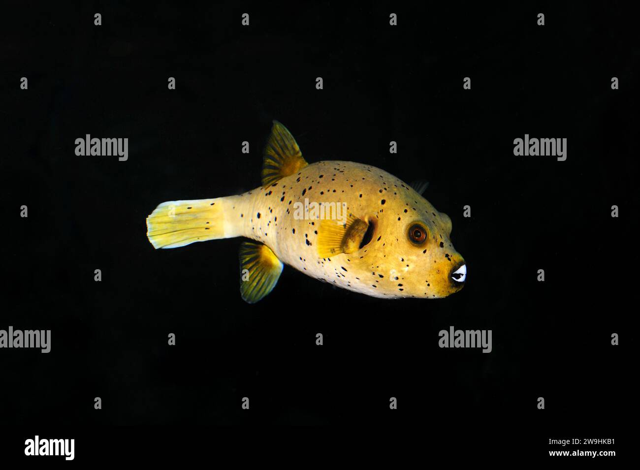 Golden puffer (Arothron meleagris) yellow form. This marine fish is native to tropical Indo-Pacific Ocean. Stock Photo
