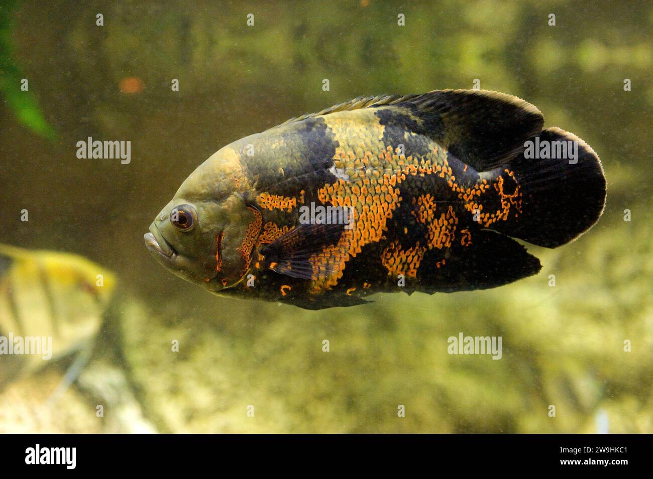 Oscar or tiger oscar (Astronotus ocellatus) is a fresh water fish native to Amazon River basin. Stock Photo