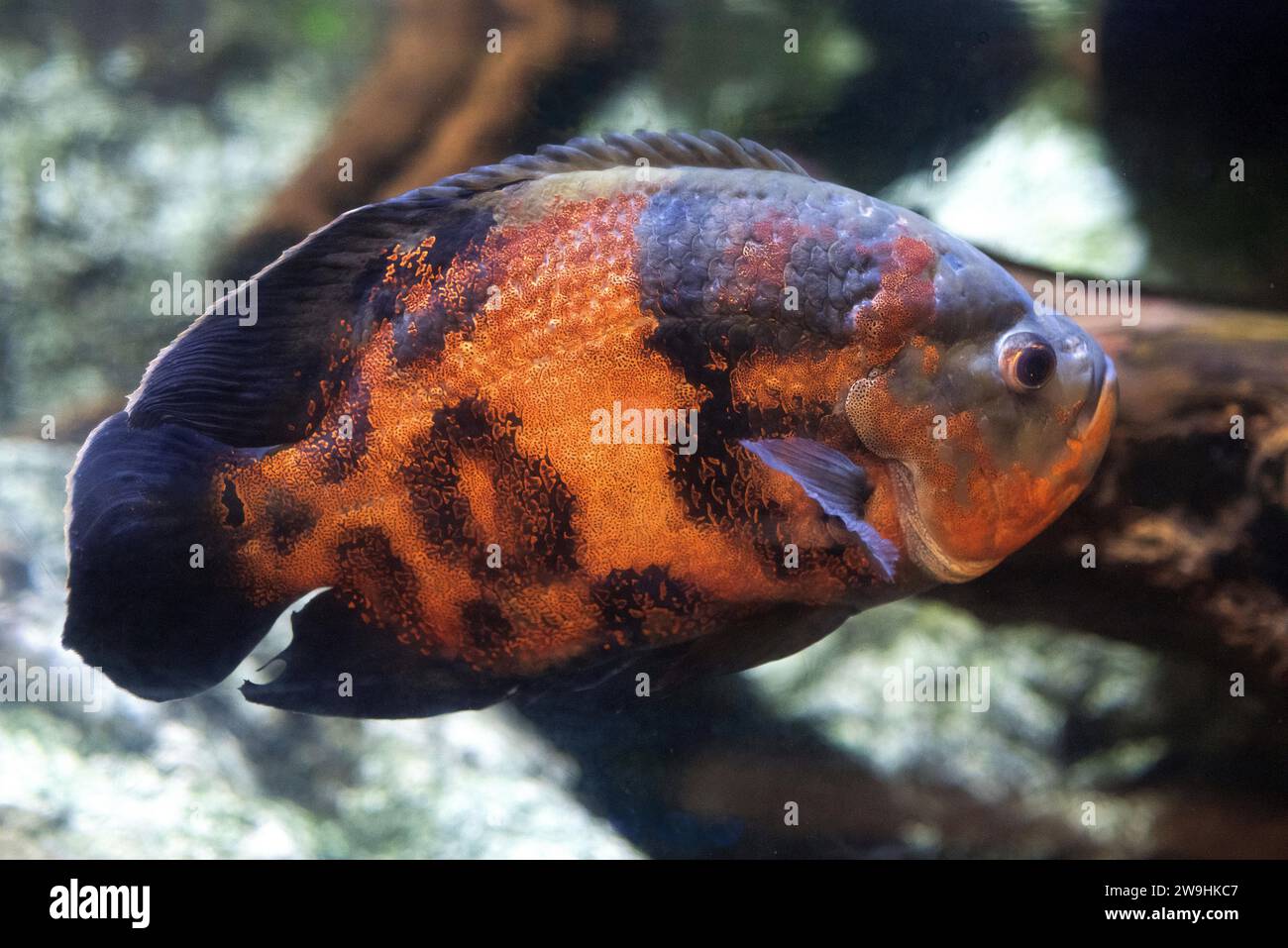 Oscar or tiger oscar (Astronotus ocellatus) is a fresh water fish native to Amazon River basin. Stock Photo
