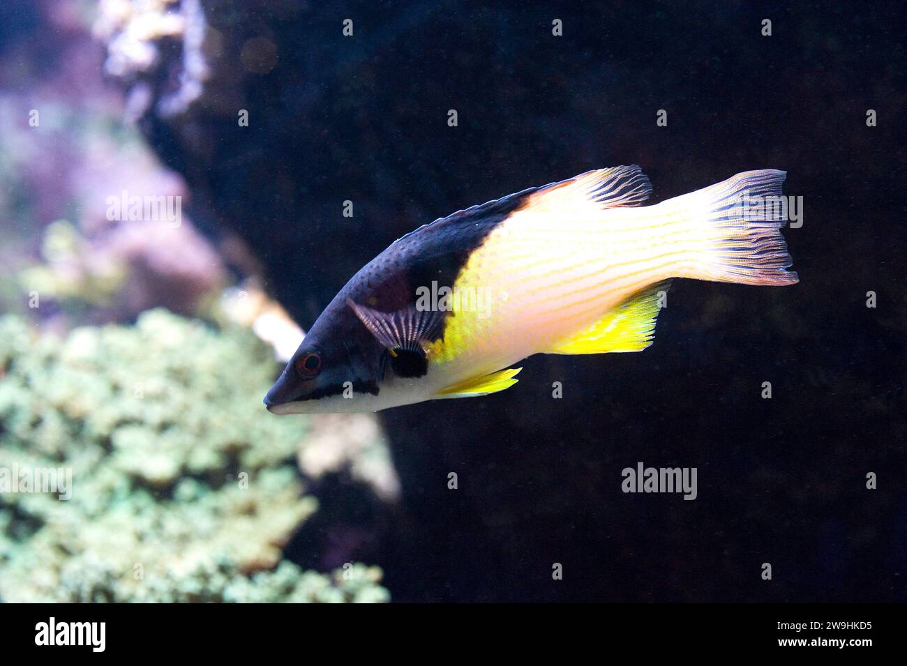 Splitlevel hogfish or blackbelt hogfish (Bodianus mesothorax) is a marine fish native to