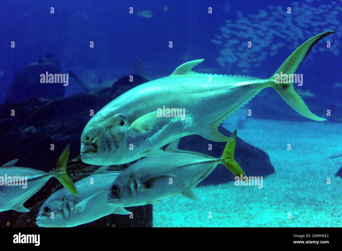 Common jack or crevalle jack (Caranx hippos) is a marine fish native to Mediterranean Sea and central eastern and western Atlantic Ocean. Stock Photo