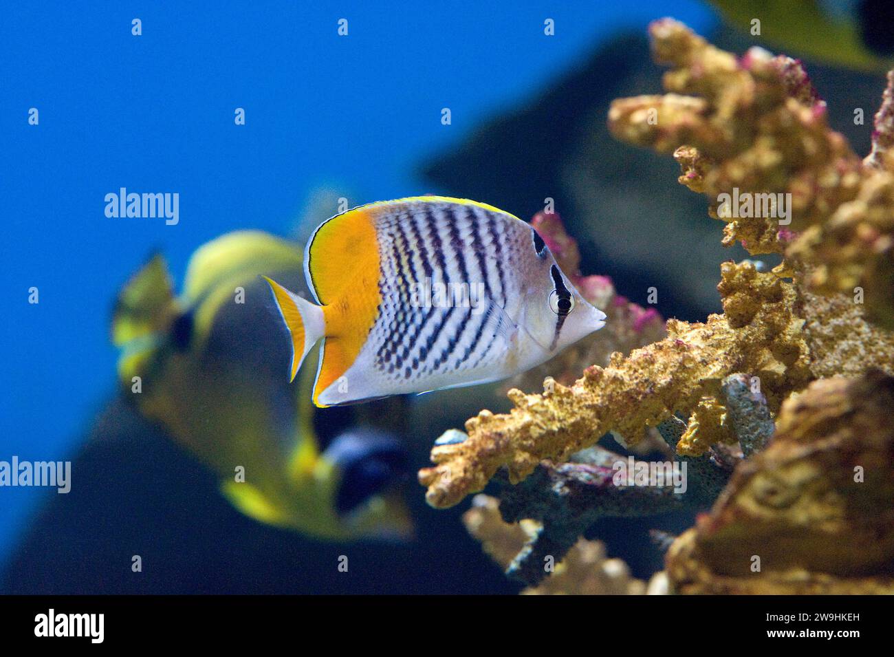 Yellowback butterflyfish (Chaetodon mertensii) is a marine fish native to tropical Pacific Ocean. Stock Photo