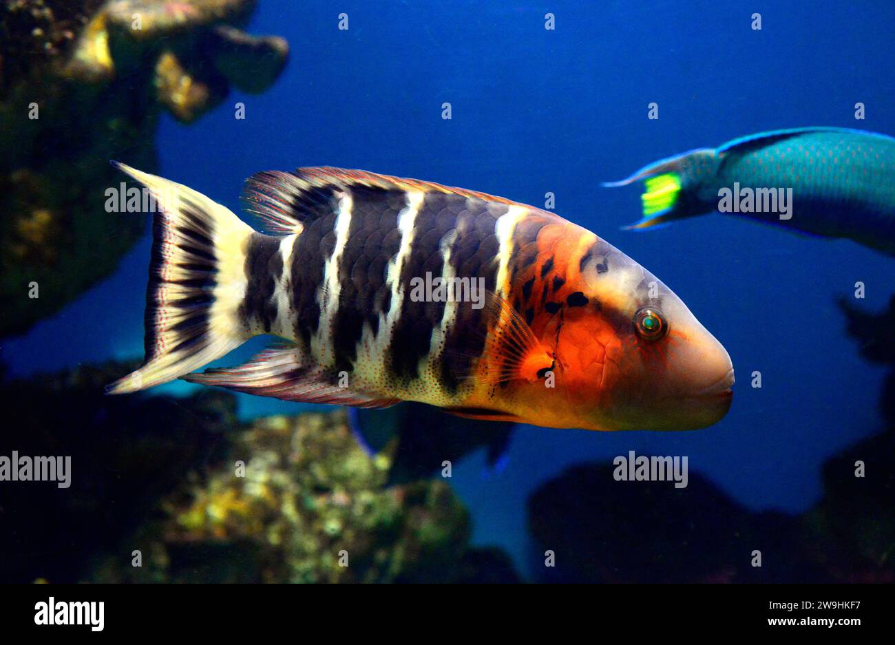 Red-breasted wrasse (Cheilinus fasciatus) is a marine fish native to tropical Indo-Pacific Ocean. Stock Photo