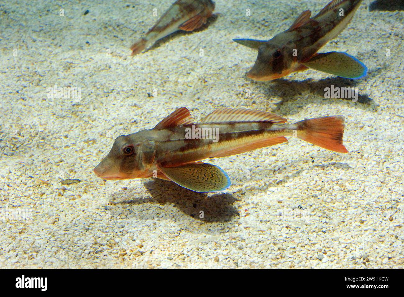 Tub gurdnar (Chelidonichthys lucerna or Trigla lucerna) is a marine fish native to Mediterranean Sea and part of eastern Atlantic Ocean. Stock Photo