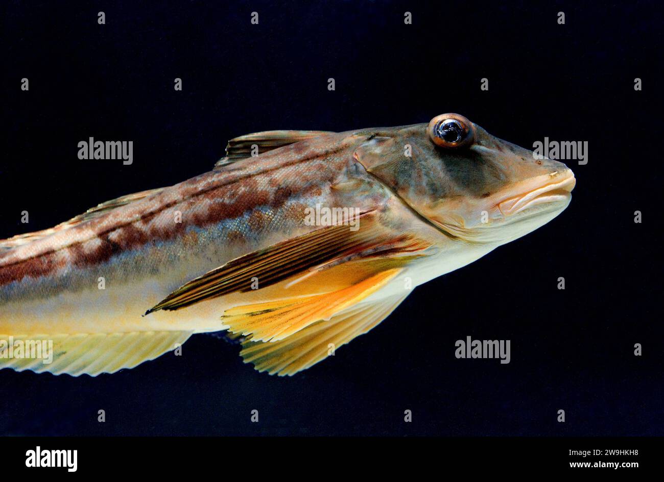 Tub gurdnar (Chelidonichthys lucerna or Trigla lucerna) is a marine fish native to Mediterranean Sea and part of eastern Atlantic Ocean. Stock Photo