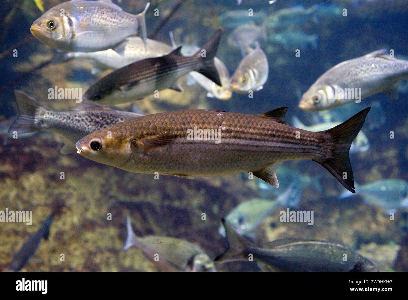 Thicklip grey mullet (Chelon labrosus) is a marine fish native to Mediterranean Sea, European Atlantic coast and northern Africa coast. Stock Photo