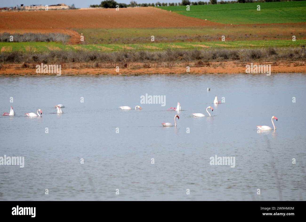 Microrreserva de los Albardinales de Membrilla-La Solana. Flamingos. Ciudad  Real province, Castilla-La Mancha, Spain Stock Photo - Alamy