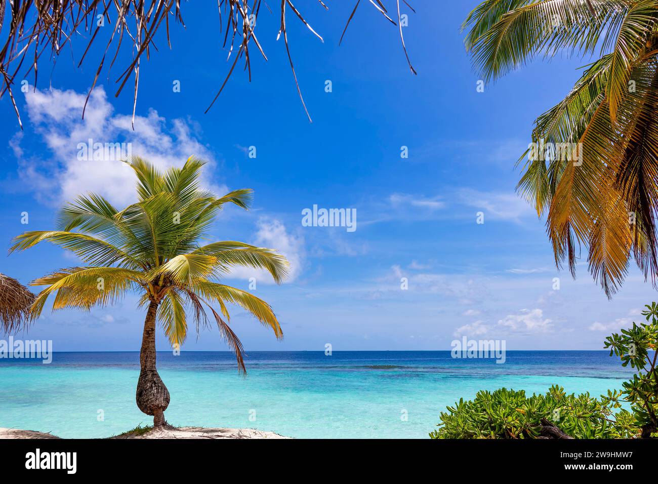 Tropical green vegeation with palm tree and bush on sandy beach of tropical island in front of turquoise ocean. Beautiful blue sky framing scenery Stock Photo