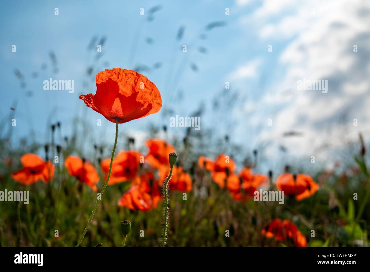 Red poppy field against blue sky on a beautiful summer day. Shallow depth of field with focus on single flower. Stock Photo