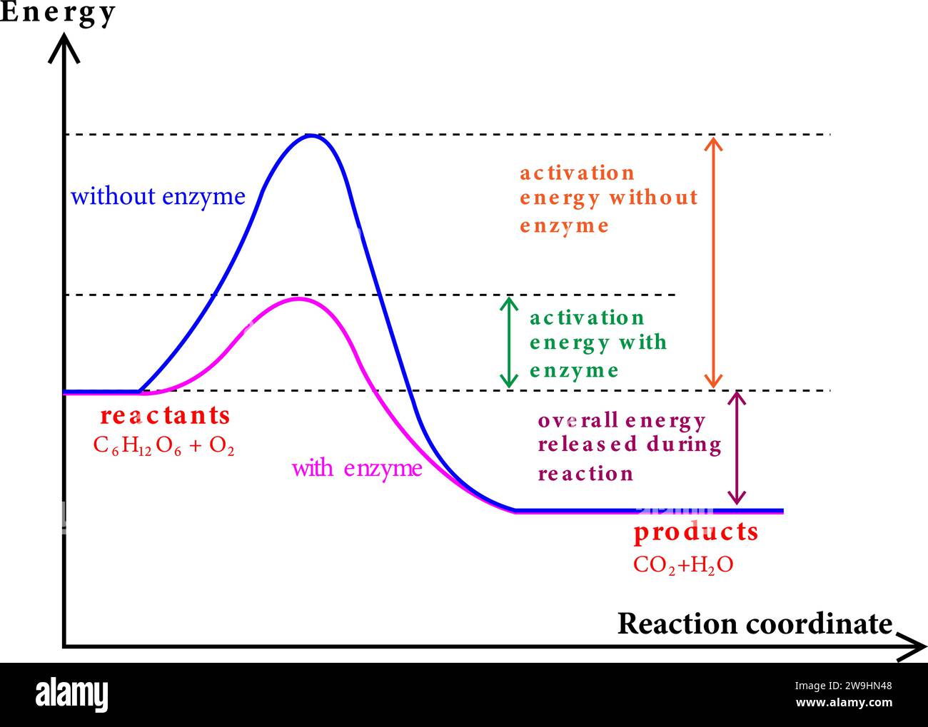 A diagram showing the catalytic reaction: the energy niveau as a function of the reaction coordinate.Vector illustration. Stock Vector