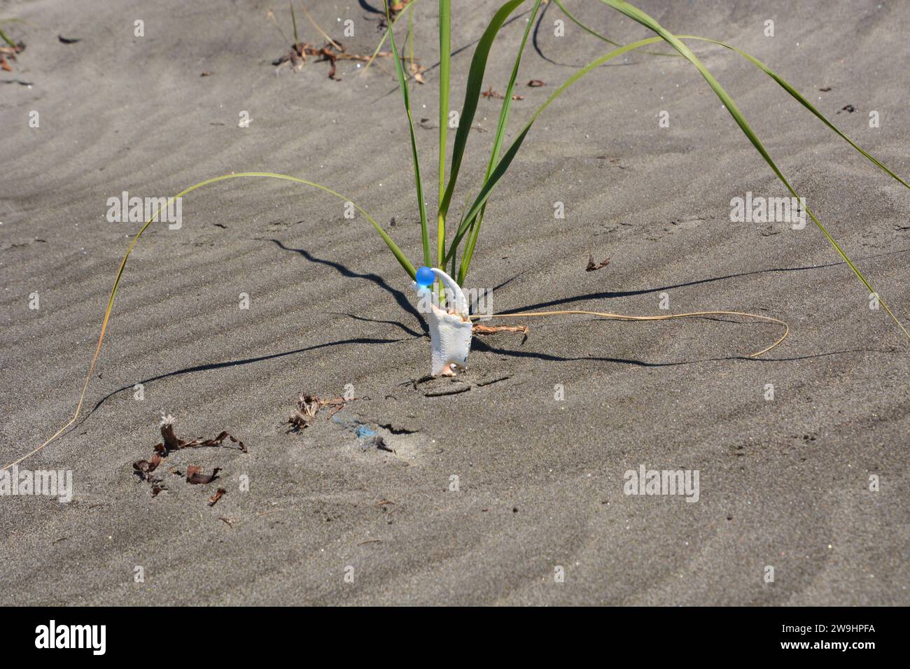 Original art by me. Dungeness crab claw in green dune grass holding a blue marble on the beach