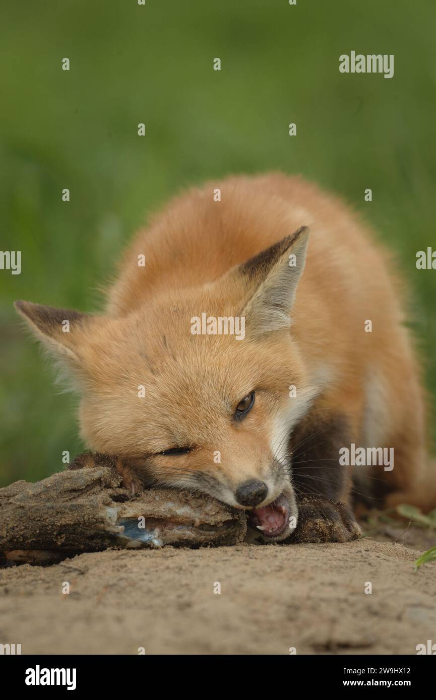 Young Red Fox eating a carcass Stock Photo Alamy