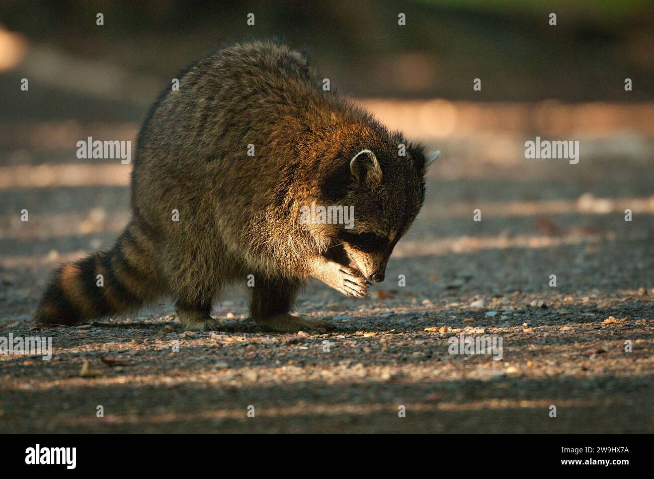 Outdoor raccoon hi-res stock photography and images - Alamy