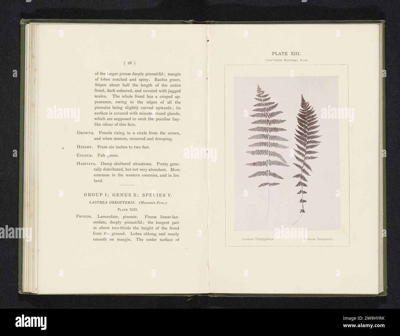 Two types of ferns hi-res stock photography and images - Alamy