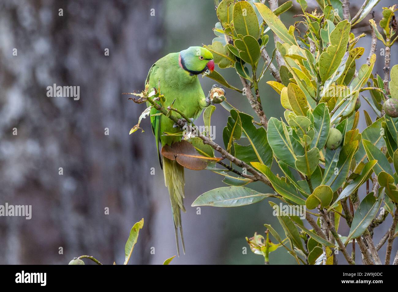 Echo Parakeet - Psittacula eques - Psittaculidae - male feeding on berries in the Black River Gorge National Park in Mauritius Stock Photo